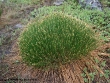 trichophorum-cespitosum.jpg