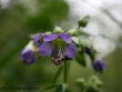 gros-plan-fleur.jpg