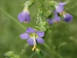 polemonium-009.jpg