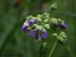 polemonium-014.jpg
