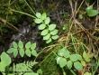 polemonium-vegetative.jpg
