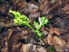 botrychium-lanceolatum