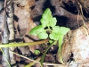 botrychium-oneidense