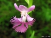 habenaria-blephariglossis