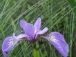 iris-versicolor-mh-fraser.jpg