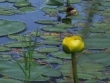 nuphar-variegatum-mh-fraser.jpg