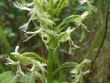 platanthera-lacera-mh-fraser.jpg