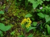 solidago-macrophylla_0