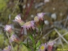 erigeron-acris-var-kamtschaticus