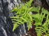 gymnocarpium-robertianum-2