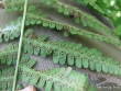 dscf6121.jpg