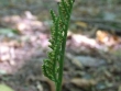 dscf6132.jpg