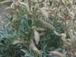 astragalus-australis-4.jpg