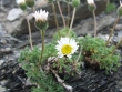 erigeron-compositus-3.jpg