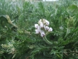 oxytropis-viscida-6.jpg