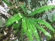polystrichum-lonchitis-2.jpg