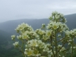 saxifraga-aizoon2-2.jpg