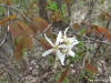 amelanchier-laevis