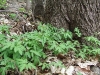 cardamine-concacenata