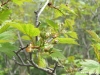 crateagus-flabellata-var-flabellata