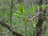 crateagus-punctata