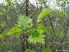 crateagus-submollis