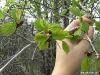 crateagus-suborbiculata