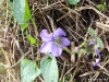 viola-affinis