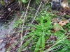carex-plantaginea