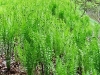 matteucia-struthiopteris