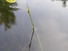 florence-douville-3-scirpus-subterminalis