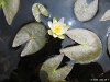sebastien-nadeau-nymphaea-leibergii-1