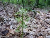 hampe-florale-de-platanthere-a-grande-feuille