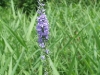 verbena-hastata