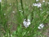 verbena-simplex-1