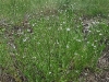 verbena-simplex-2