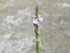 verbena-simplex-3