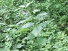 asclepias-exaltata-1