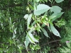 carpinus-caroliniana