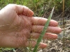 panicum-philadelphicum