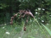 scirpus-pendulus