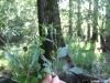 bidens-discoidea-1