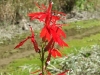lobelia-cardinalis
