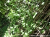 samolus-floribundus-9