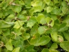 anny-schneider-5