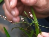 lotmddep-polygonum_hydropiperoides1am25sept2010