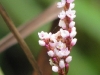 lotmddep-polygonum_hydropiperoides2am25sept2010