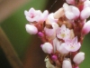lotmddep-polygonum_hydropiperoides3am25sept2010