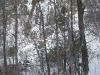 mar_12_04f-optim_