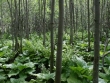marecage-chou-puant-neilson.jpg